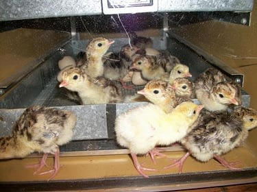 raising turkey poults raising turkey poults