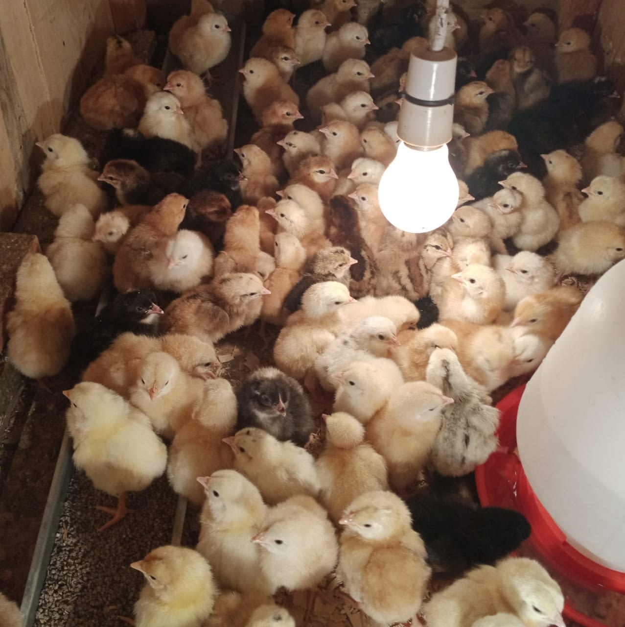 Best egg incubator in kenya